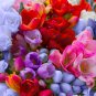 Freesia Bonsai Garden Freesia Bulbs Flower 200 PCS Seeds