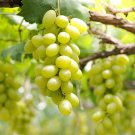 Fragrant Sweet Green Grape Organic 100 PCS Seeds