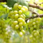 Fragrant Sweet Green Grape Organic 100 PCS Seeds