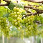 Fragrant Sweet Green Grape Organic 100 PCS Seeds