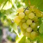 Fragrant Sweet Green Grape Organic 100 PCS Seeds