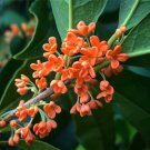 Fragrant Osmanthus Sweet Olive Tree Mixed Colors 20 PCS Seeds