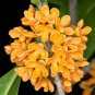 Fragrant Osmanthus Sweet Olive Tree Mixed Colors 20 PCS Seeds
