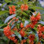 Fragrant Osmanthus Sweet Olive Tree Mixed Colors 20 PCS Seeds