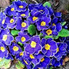 Fragrant Evening Primrose Dark Blue Flowers with Yellow Centre 200 PCS Seeds Fragrant Evening Primrose Dark Blue Flowers with Yellow Centre 200 PCS Seeds