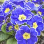 Fragrant Evening Primrose Dark Blue Flowers with Yellow Centre 200 PCS Seeds