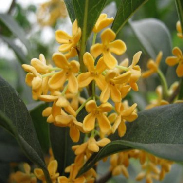 Fragrance osmanthus Tree Yellow Bonsai Flowers 10 PCS Seeds