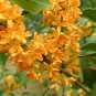 Fragrance osmanthus Tree Yellow Bonsai Flowers 10 PCS Seeds