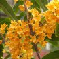 Fragrance osmanthus Tree Yellow Bonsai Flowers 10 PCS Seeds