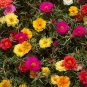 Exotic Portulaca Grandiflora 100 PCS Seeds