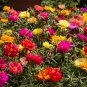 Exotic Portulaca Grandiflora 100 PCS Seeds