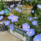 Exotic Lobelia Bonsai Garden Indoor Plant (Blue) Diaopen Flower 500 PCS Seeds