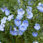 Exotic Lobelia Bonsai Garden Indoor Plant (Blue) Diaopen Flower 500 PCS Seeds