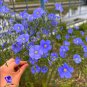 Exotic Lobelia Bonsai Garden Indoor Plant (Blue) Diaopen Flower 500 PCS Seeds