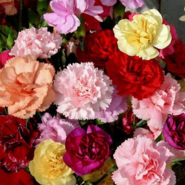 Exotic Multicolored Dianthus Caryophyllus Bonsai Balcony Carnation 300 PCS Seeds