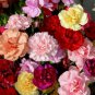 Exotic Multicolored Dianthus Caryophyllus Bonsai Balcony Carnation 300 PCS Seeds