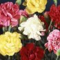 Exotic Multicolored Dianthus Caryophyllus Bonsai Balcony Carnation 300 PCS Seeds