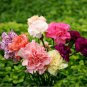 Exotic Multicolored Dianthus Caryophyllus Bonsai Balcony Carnation 300 PCS Seeds