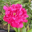Exotic Double Peony Red Double Flowers Ball Type 10 PCS Seeds Exotic Double Peony Red Double Flowers Ball Type 10 PCS Seeds