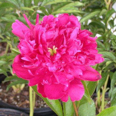 Exotic Double Peony Red Double Flowers Ball Type 10 PCS Seeds