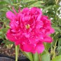 Exotic Double Peony Red Double Flowers Ball Type 10 PCS Seeds