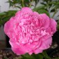 Exotic Double Peony Red Double Flowers Ball Type 10 PCS Seeds