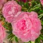Exotic Double Peony Red Double Flowers Ball Type 10 PCS Seeds