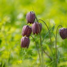 Mixed Snake's Head Persian Fritillary Bonsai Fritillaria Meleagris 100 PCS Seeds