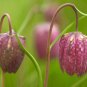 Mixed Snake's Head Persian Fritillary Bonsai Fritillaria Meleagris 100 PCS Seeds
