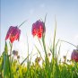 Mixed Snake's Head Persian Fritillary Bonsai Fritillaria Meleagris 100 PCS Seeds