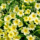 Evening Primrose Light Yellowish White Flowers with Yellow Centre 100 PCS Seeds
