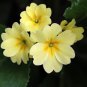 Evening Primrose Light Yellowish White Flowers with Yellow Centre 100 PCS Seeds