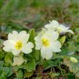 Evening Primrose Light Yellowish White Flowers with Yellow Centre 100 PCS Seeds