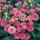 Eustoma Rose Red 200 PCS Seeds Eustoma Rose Red 200 PCS Seeds