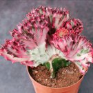 Euphorbia Lactea 100 PCS Seeds