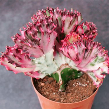 Euphorbia Lactea 100 PCS Seeds