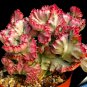 Euphorbia Lactea 100 PCS Seeds