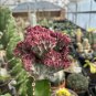 Euphorbia Lactea 100 PCS Seeds