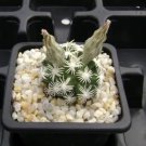 ESCOBARIA Abdita Unusual Cactus 5 PCS Seeds