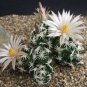 ESCOBARIA Abdita Unusual Cactus 5 PCS Seeds