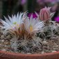 ESCOBARIA Abdita Unusual Cactus 5 PCS Seeds