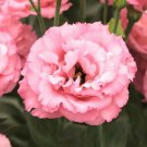 Eustoma Mixed Colors Bonsai Perennial Flowering Plants 100 PCS Seeds Eustoma Mixed Colors Bonsai Perennial Flowering Plants 100 PCS Seeds