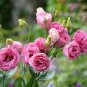 Eustoma Mixed Colors Bonsai Perennial Flowering Plants 100 PCS Seeds
