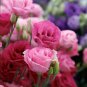 Eustoma Mixed Colors Bonsai Perennial Flowering Plants 100 PCS Seeds