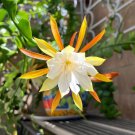 Epiphyllum Anguliger Fishbone Succulent Zig Zag 100 PCS Seeds Epiphyllum Anguliger Fishbone Succulent Zig Zag 100 PCS Seeds