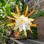 Epiphyllum Anguliger Fishbone Succulent Zig Zag 100 PCS Seeds