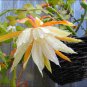 Epiphyllum Anguliger Fishbone Succulent Zig Zag 100 PCS Seeds