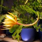 Epiphyllum Anguliger Fishbone Succulent Zig Zag 100 PCS Seeds