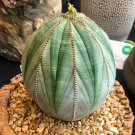 Euphorbia obesa Flower 100 PCS Seeds