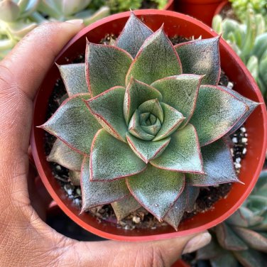 Echeveria Purpusorum Fresh Ones 100 PCS Seeds